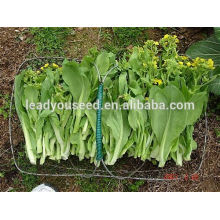 NPK21 Nandao wholesale vegetable seeds prices,pak choi seeds guangdong